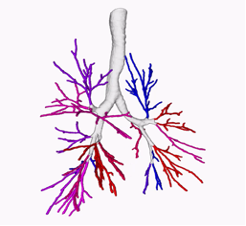 bronchial morphology