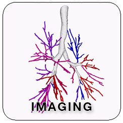 Square graphical button with showing airway tree of lungs and the word imaging across the bottom
